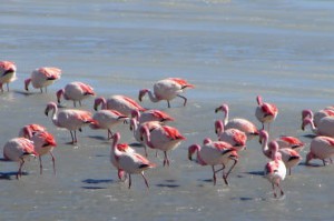 Bahia Flamencos 2006-11-07 038